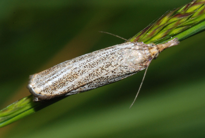 Crambidae: Thisanotia chrysonuchella